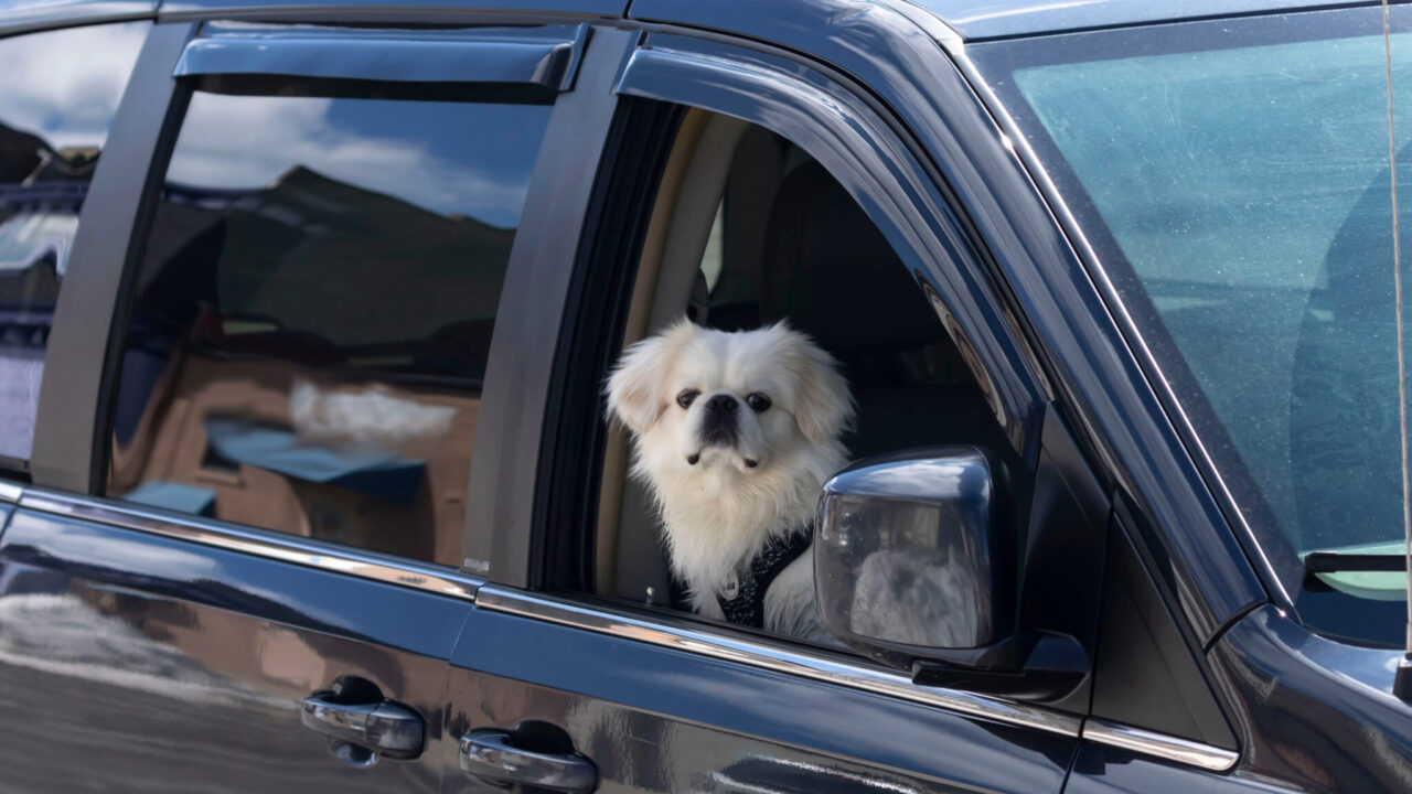 Dog-in-Car