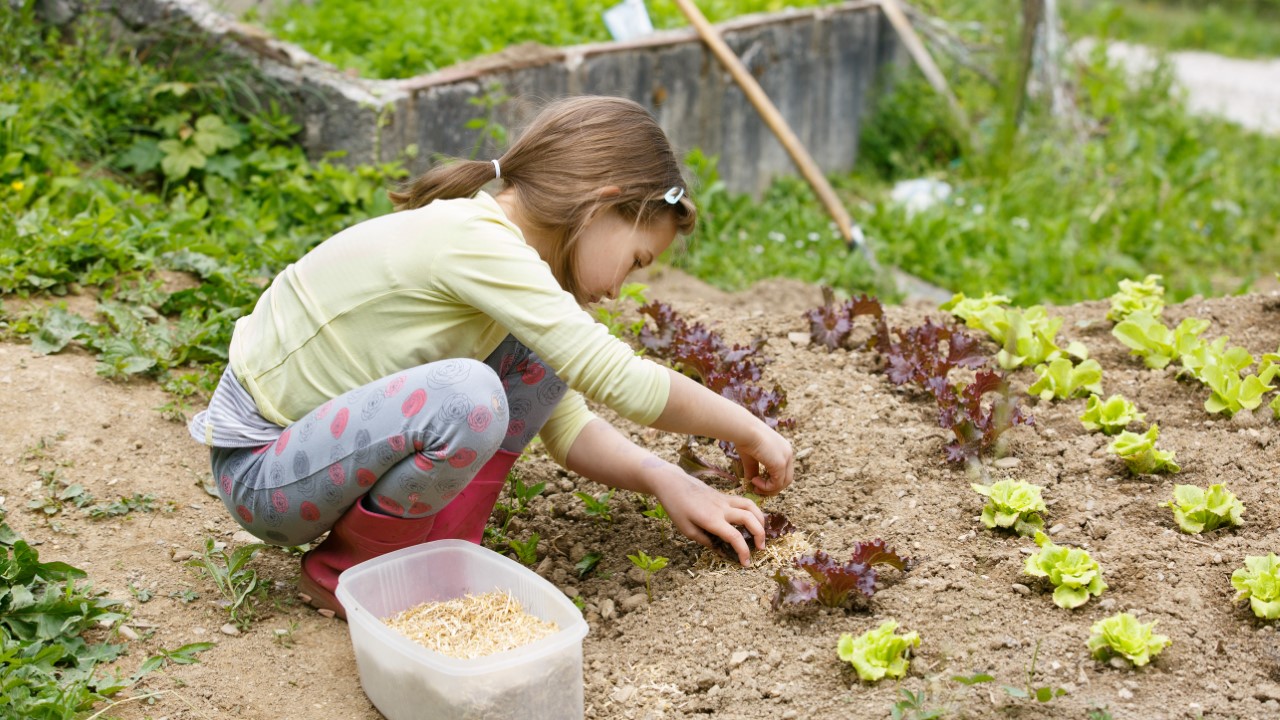 Growing your own garden
